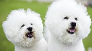 Diferencias entre Bichón Frisé y Bichón Maltés