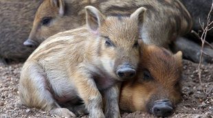 Qué vacunas necesita un mini pig