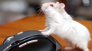 Cómo cuidar un hámster albino