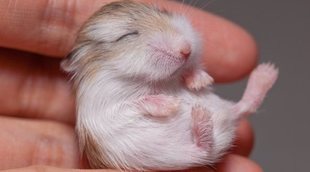 Cuándo hibernan los hámsters: todo lo que debes saber