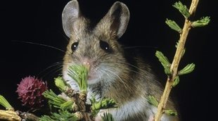 La rata canguro: conoce todo sobre este peculiar animal