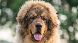 ¿Cuál es la raza de perro más fuerte?