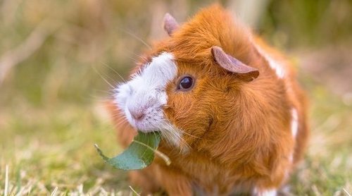 Mi cobaya no come: formas de ponerle solución