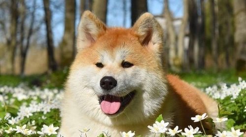¿Cuál es la raza de los perros protagonistas de dibujos animados y películas?