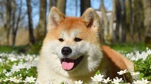 ¿Cuál es la raza de los perros protagonistas de dibujos animados y películas?