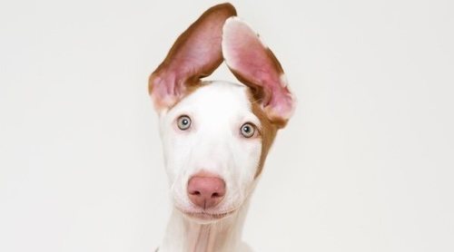 Razas de perro: Podenco