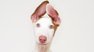 Razas de perro: Podenco