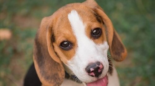 Educación canina