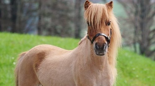caballo miniatura