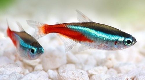 Pez Tetra: curiosidades y características