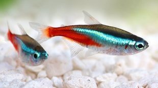 Pez Tetra: curiosidades y características