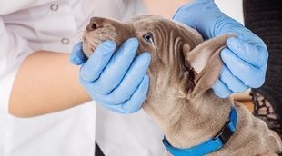 Cataratas en perros: causas y tratamientos