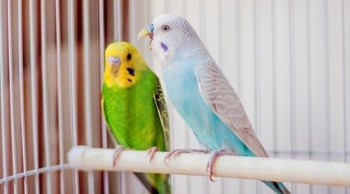 Revisa sus plumas