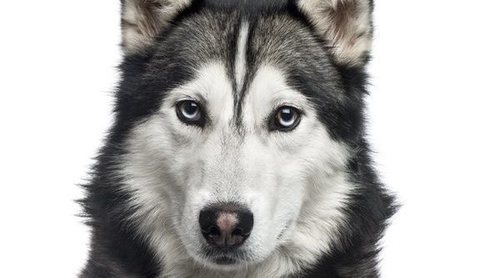 Husky vs Alaskan