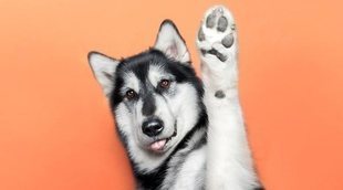 El Museo del perro: estas mascotas ya tienen su propia exposición