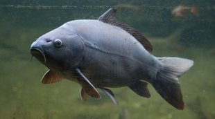 Pez Carpa: características y cuidados