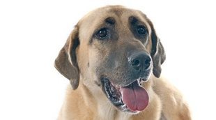 Razas de perro: Kangal Turco