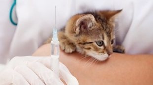 Orquitis en gatos: hinchazón testicular