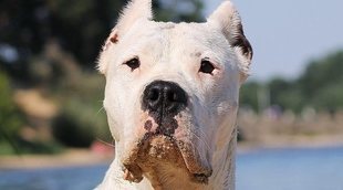 Tipos de Dogos