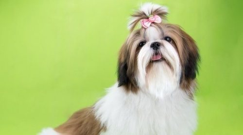 Curiosidades de la raza de perro Shih Tzu