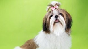 Curiosidades de la raza de perro Shih Tzu