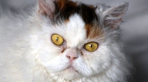 selkirk rex gato