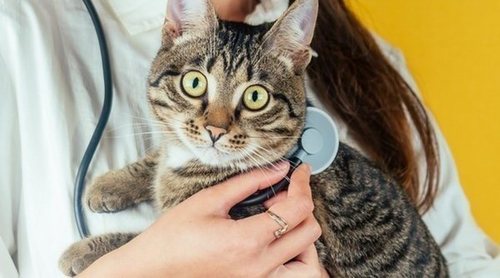 Gatos