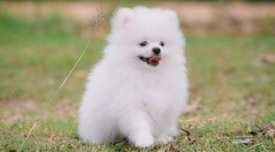 Consejos para mantener limpio el pelo blanco de los perros