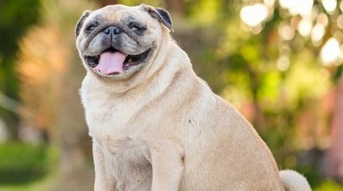 Adelgazar perro