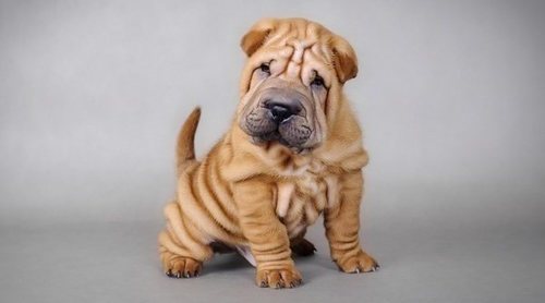 Cuidados específicos de los perros Shar Pei