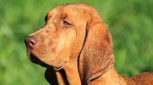 Razas de perro: Braco Húngaro