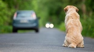 Multas por abandono animal en cada Comunidad Autónoma
