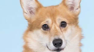 Razas de perro: Corgi