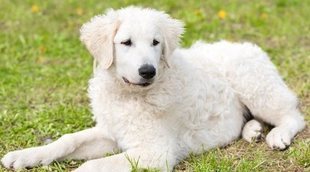 Descubre todo sobre el Kuvasz, una antigua raza de perro