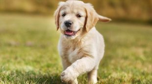 Tipos de Retriever