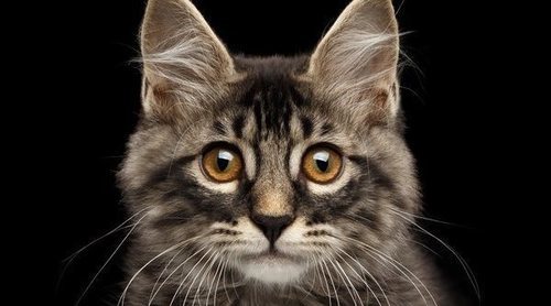 Fuentes de agua para gatos, la mejor manera de cuidarlos