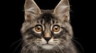 Fuentes de agua para gatos, la mejor manera de cuidarlos