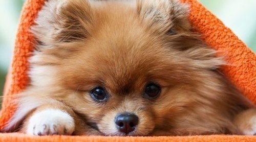 Pomerania