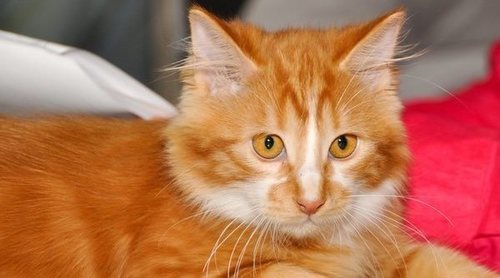 Gato