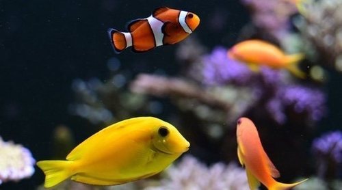 Peces sin comer