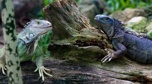 Diferencias entre iguana verde e iguana negra