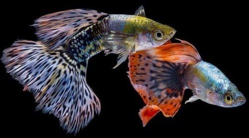 Peces tropicales