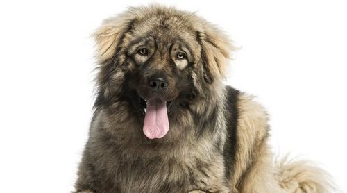 Razas de perro: Pastor Yugoslavo