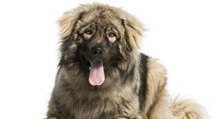 Razas de perro: Pastor Yugoslavo