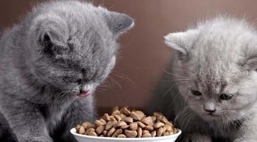 Cómo conseguir que un gato pequeño coma solo