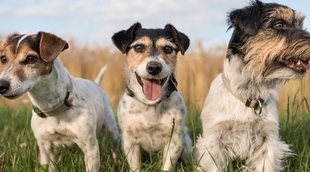 Los sentidos de los perros