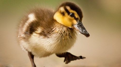 Qué comen los patos domésticos