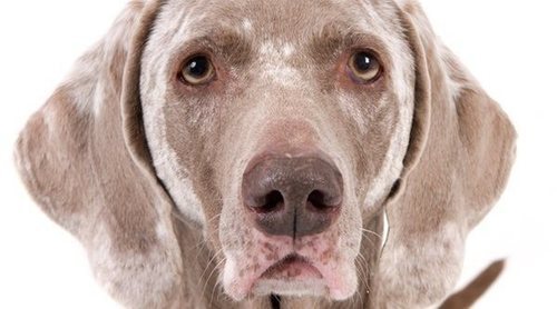 Vitíligo en perros: todo lo que necesitas saber