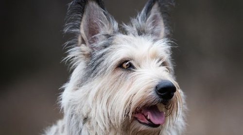 Razas de perro: Berger Picard