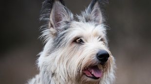 Razas de perro: Berger Picard